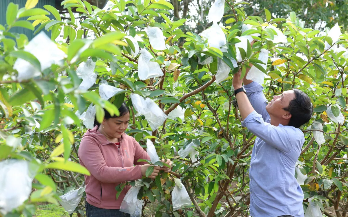 Tín dụng chính sách “từng bước mang đến mùa xuân vui”
